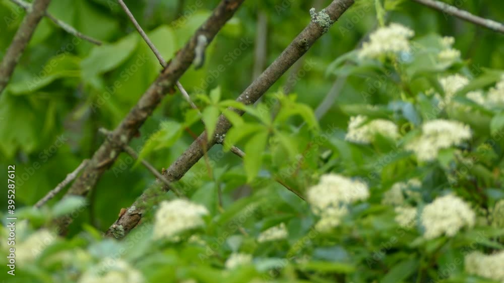 Beautiful red bird perched on a branch in the forest with white flowers in the foreground.