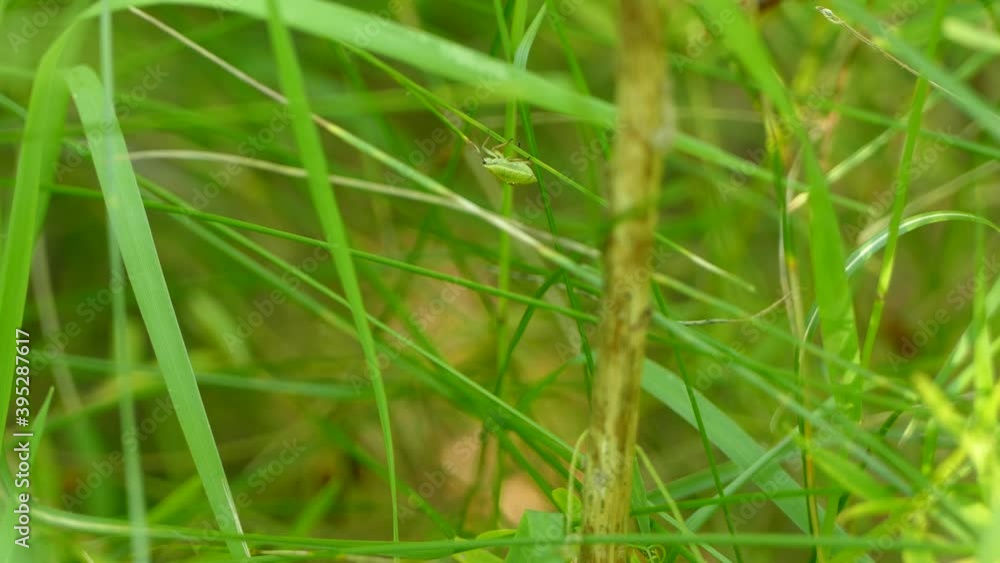 Shield bug walking around the grass in a greenery environment Shield bug walking around the grass in a greenery environment