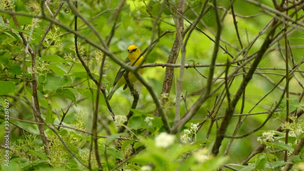 Yellow and green bird with black striped wings cleaning itself before taking off from the middle of the second growth of a forest. Yellow and green bird with black striped wings cleaning itself before taking off from the middle of the second growth of a forest.