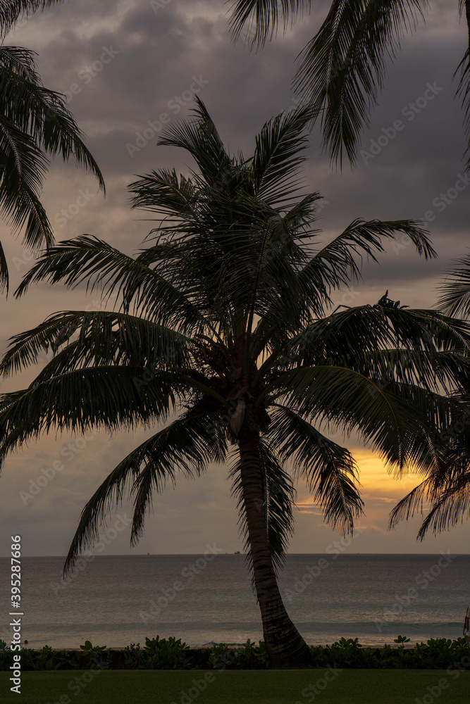 Silhouette palm tree against sunset at sea 