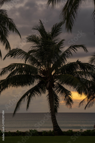 Silhouette palm tree against sunset at sea 