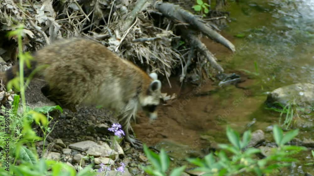 Furry raccoon walks out from the woods and ventures up stream of a little creek in the forest. Furry raccoon walks out from the woods and ventures up stream of a little creek in the forest.