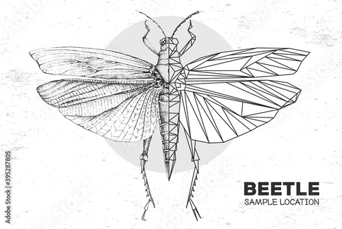 Realistic hand drawing and polygonal grasshopper. Artistic Bug. Entomological vector illustration