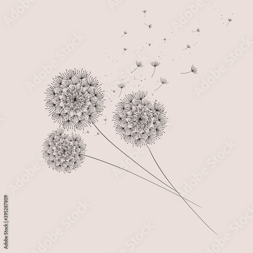 Dandelions on the cream background.Abstract Dandelions dandelion with flying seeds.