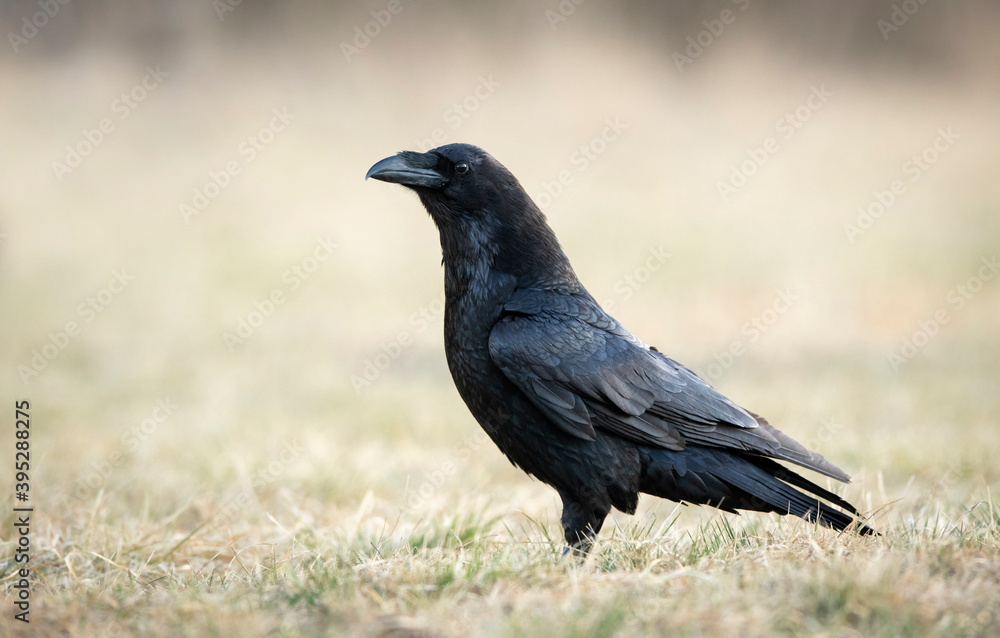 Fototapeta premium Raven (Corvus corax) close up