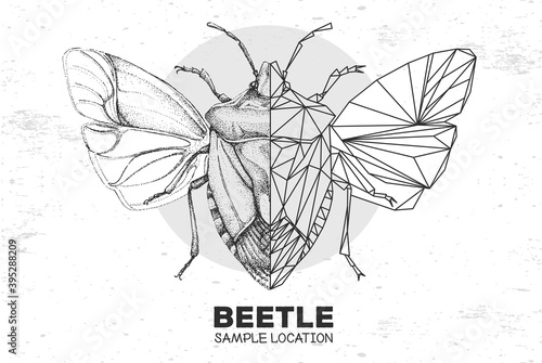 Realistic hand drawing and polygonal shield beetle. Artistic Bug. Entomological vector illustration