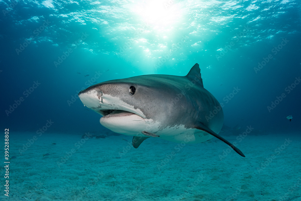 Obraz premium TigerShark