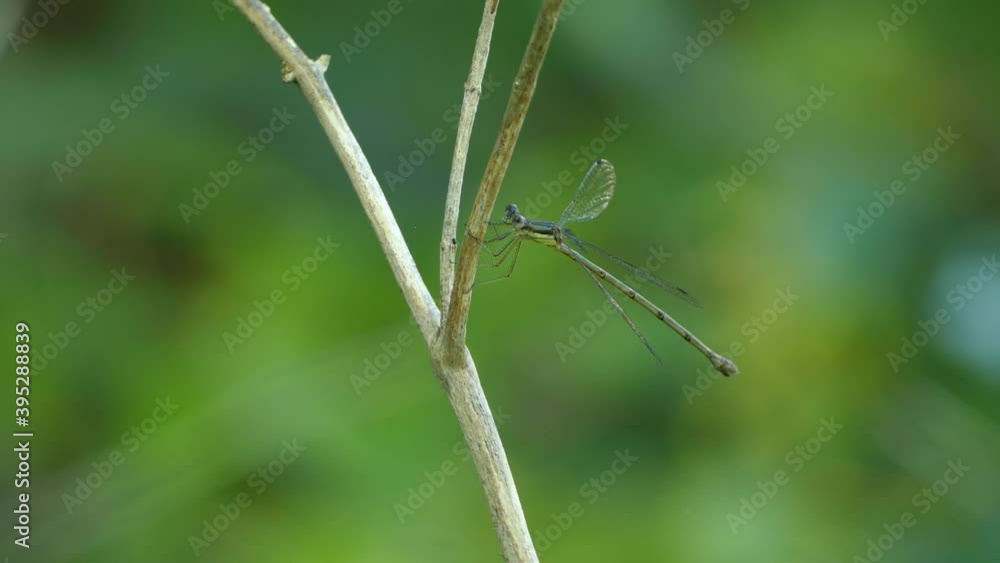 Dragonfly flying away of a wooden stick with a green blurred background Dragonfly flying away of a wooden stick with a green blurred background