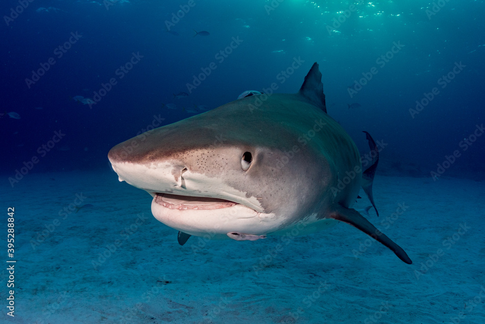 Obraz premium TigerShark