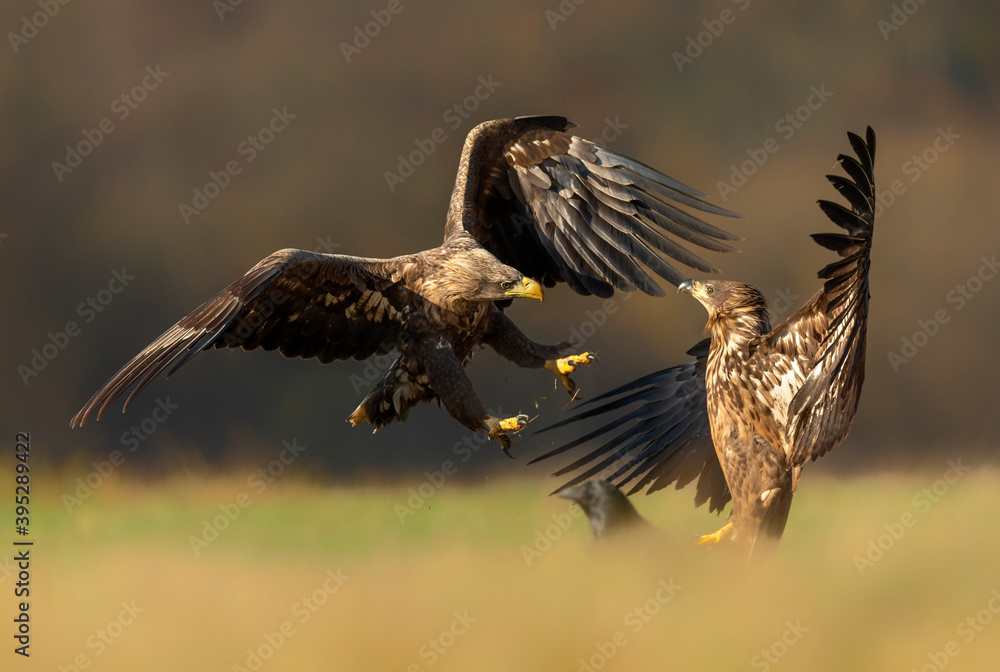 Obraz premium White tailed eagles fighting in the air