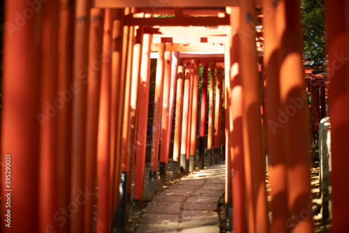 Senbon Torii of Nezu Shrine in Tokyo, Japan © fumiakiomori