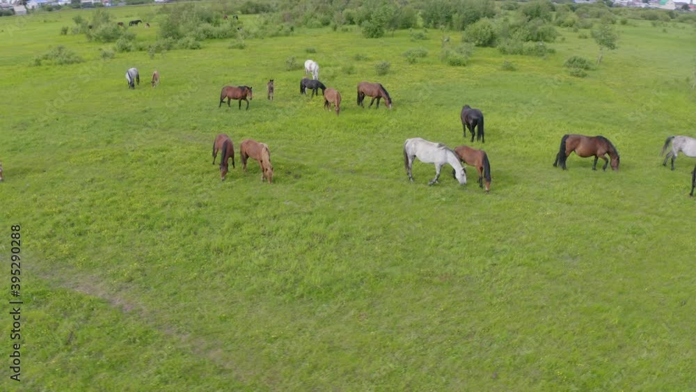 A herd of horses graze in a green meadow along the river A herd of horses graze in a green meadow along the river