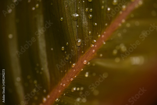 water drops on a yellow leaf
