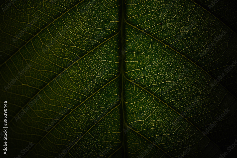 Obraz premium green leaf background