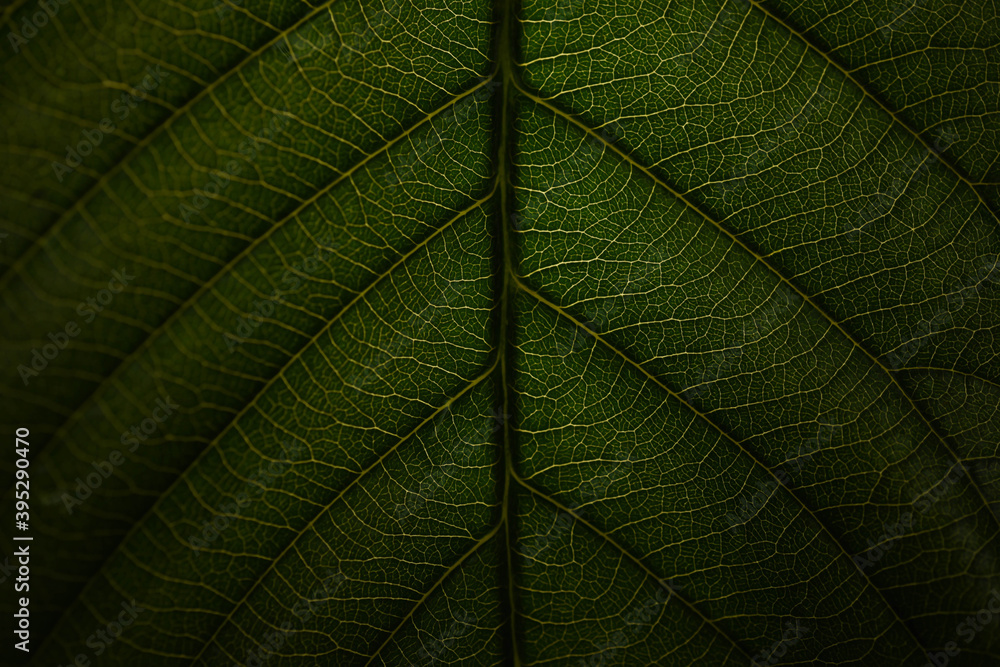 green leaf texture green leaf texture