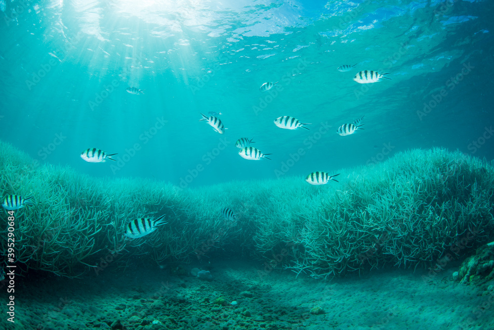 小笠原 高水温で白化したサンゴ Stock Photo Adobe Stock