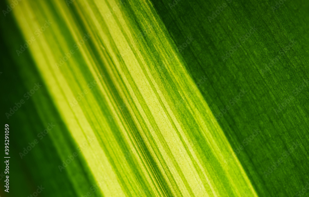 green leaf texture green leaf texture