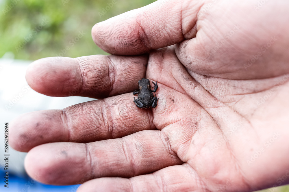 a hand holding the frog a hand holding the frog