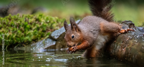Red Squirrel on waters edge with nut