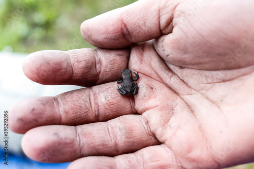 a hand holding the frog © Aleksandra