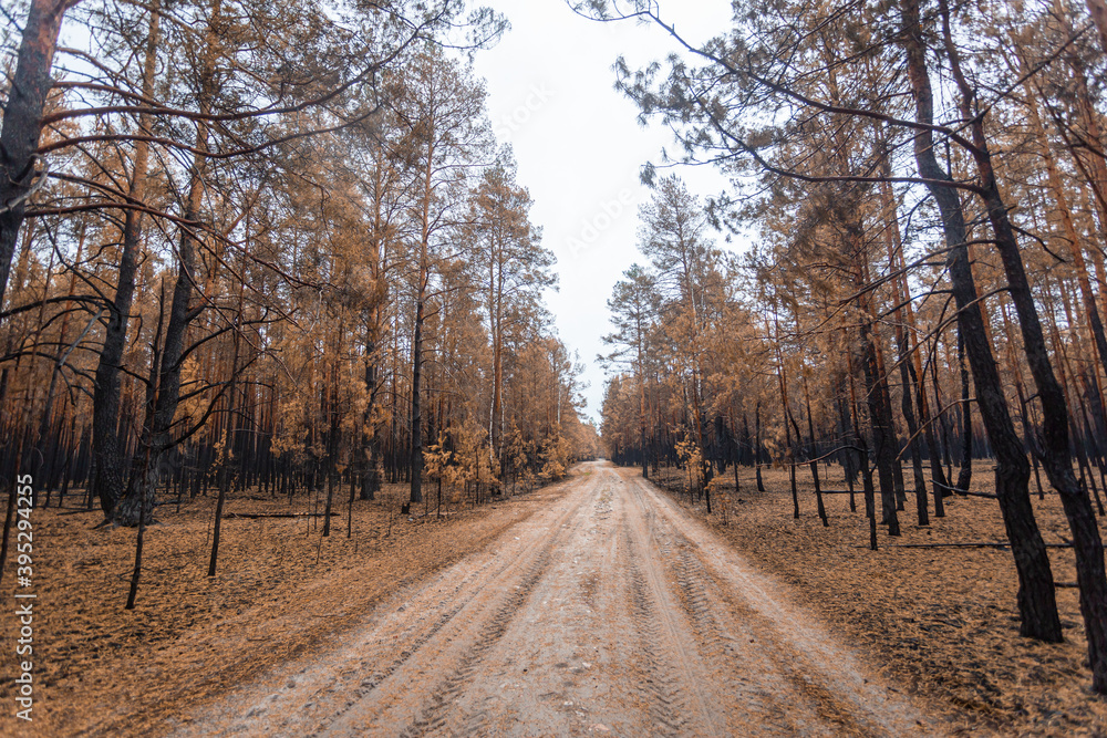 Burnt and dead trees still standing after a large forest fire. Nature slowly recovering from disaster Burnt and dead trees still standing after a large forest fire. Nature slowly recovering from disaster