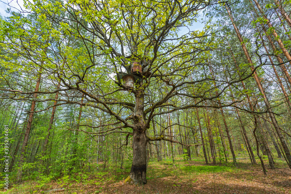 apiary for working with wild bees with traditional beehives - bee gums or log hives on the trees