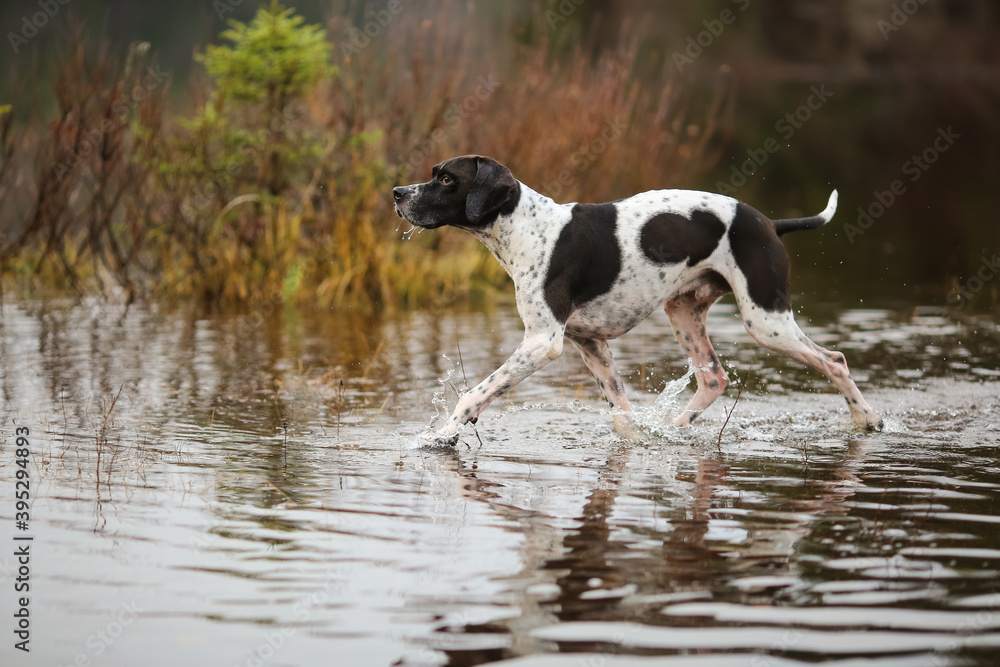 Dog english pointer