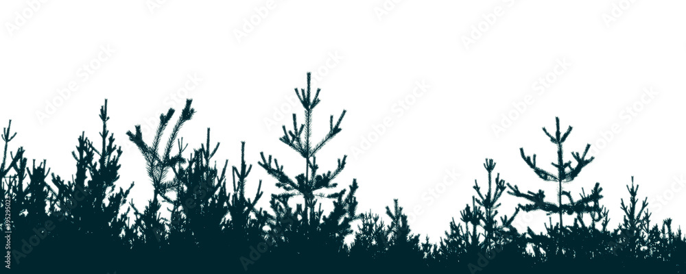Obraz premium Silhouette of a pine forest and sky. Place for the text.