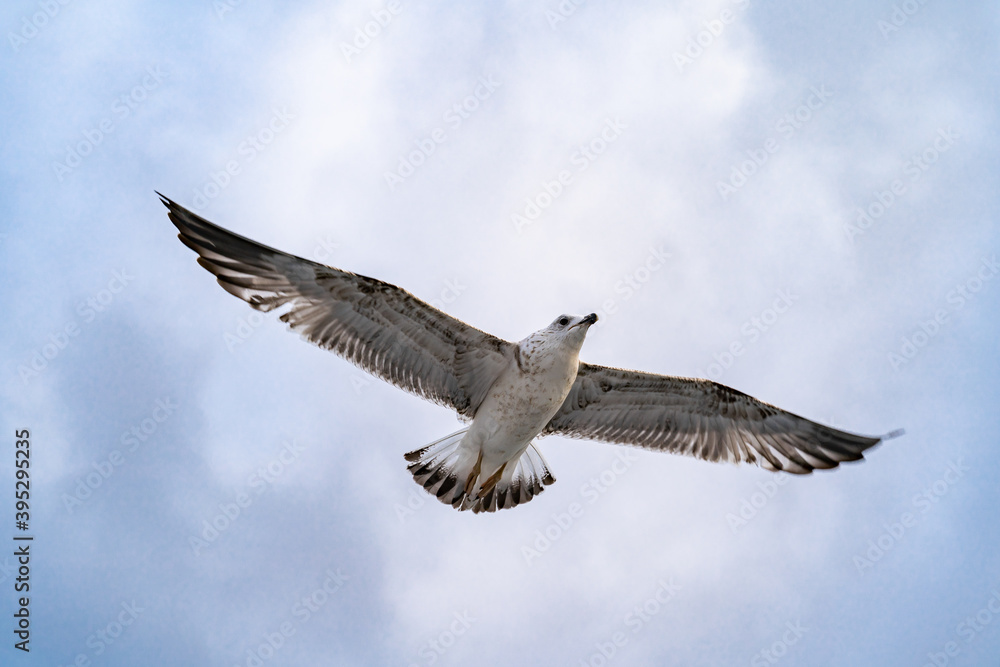 Obraz premium Birds, bird, wings, gulls, gull, tern, hawk, Falcon, sky, atmosphere, clouds, wind, height, flight, sea, day