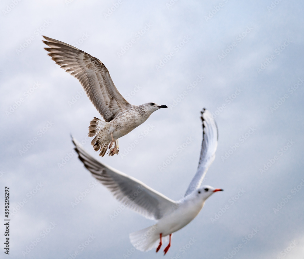 Birds, bird, wings, gulls, gull, tern, hawk, Falcon, sky, atmosphere, clouds, wind, height, flight, sea, day Birds, bird, wings, gulls, gull, tern, hawk, Falcon, sky, atmosphere, clouds, wind, height, flight, sea, day