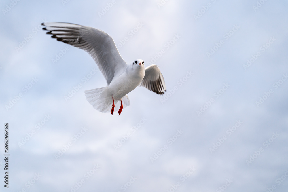 Obraz premium Birds, bird, wings, gulls, gull, tern, hawk, Falcon, sky, atmosphere, clouds, wind, height, flight, sea, day