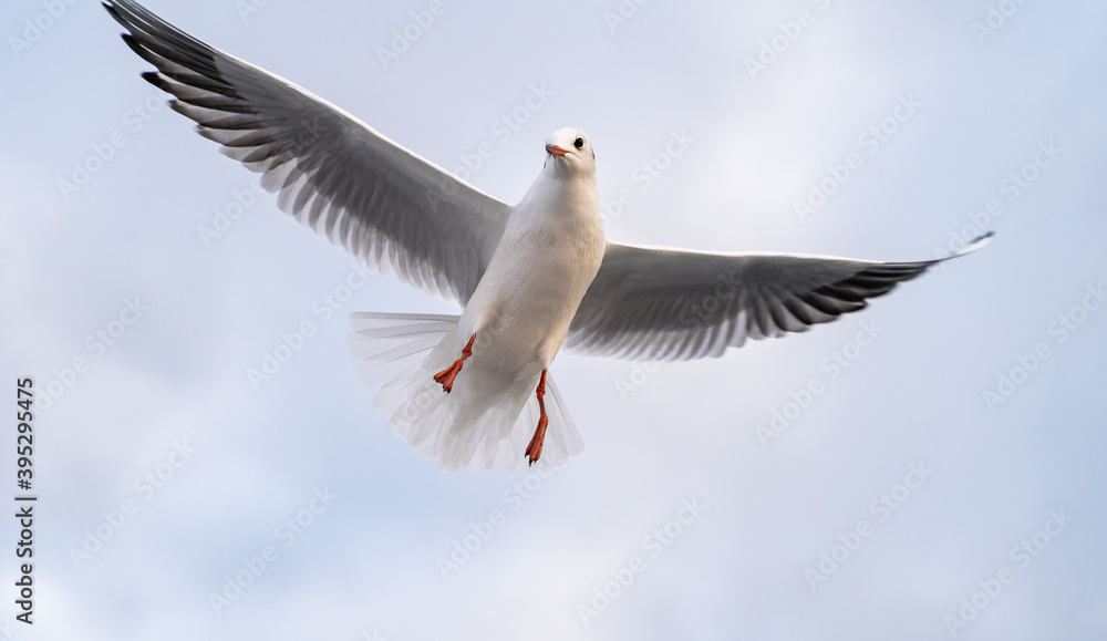 Obraz premium Birds, bird, wings, gulls, gull, tern, hawk, Falcon, sky, atmosphere, clouds, wind, height, flight, sea, day