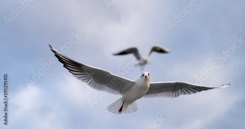 Birds  bird  wings  gulls  gull  tern  hawk  Falcon  sky  atmosphere  clouds  wind  height  flight  sea  day