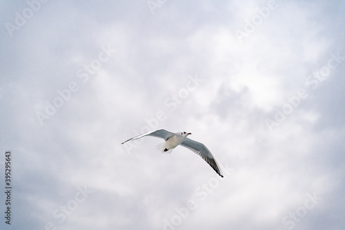 Birds, bird, wings, gulls, gull, tern, hawk, Falcon, sky, atmosphere, clouds, wind, height, flight, sea, day