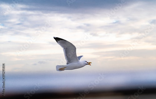 Birds, bird, wings, gulls, gull, tern, hawk, Falcon, sky, atmosphere, clouds, wind, height, flight, sea, day