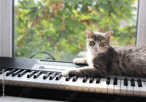 The gray-white tabby cat lies on the synthesizer against the background of the window. Home comfort, music, pets, quarantined leisure, hobby quarantined, quarantined leisure, quarantine at home