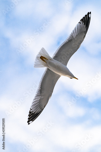 Birds, bird, wings, gulls, gull, tern, hawk, Falcon, sky, atmosphere, clouds, wind, height, flight, sea, day