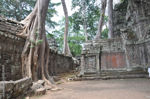 Angkor Temples covered by trees