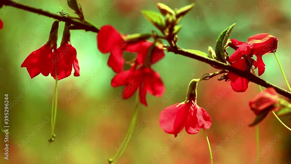 Bright red flowers growing in the lush environment of the Brazilian Savanna or Cerrado Bright red flowers growing in the lush environment of the Brazilian Savanna or Cerrado
