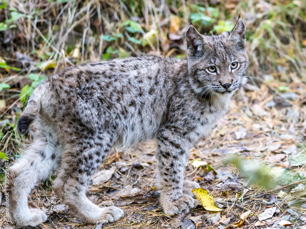 Lynx in green forest with tree trunk. Wildlife scene from nature. Playing Eurasian lynx, animal behaviour in habitat. Wild cat from Germany. Wild Bobcat between the trees Lynx in green forest with tree trunk. Wildlife scene from nature. Playing Eurasian lynx, animal behaviour in habitat. Wild cat from Germany. Wild Bobcat between the trees
