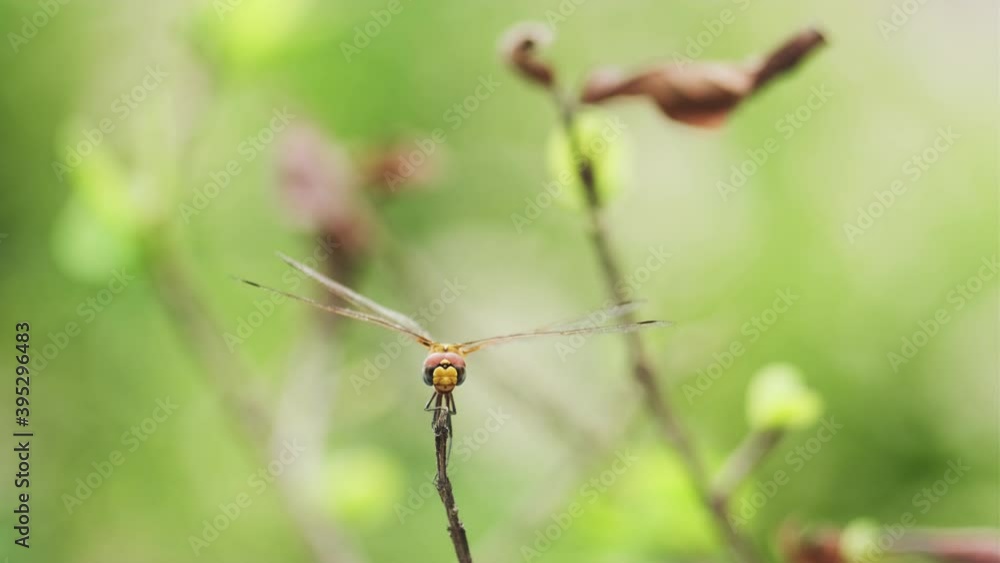 Video of Dragon fly perched on a leaf shot on vintage Carl zeiss Jena 135 mm lens Video of Dragon fly perched on a leaf shot on vintage Carl zeiss Jena 135 mm lens