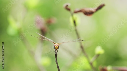 Video of Dragon fly perched on a leaf shot on vintage Carl zeiss Jena 135 mm lens photo