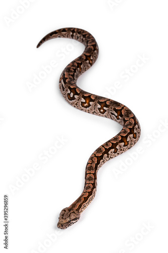 Top view full lenght of Dumeril's boa aka Acrantophis dumerili snake. Isolated on white background.