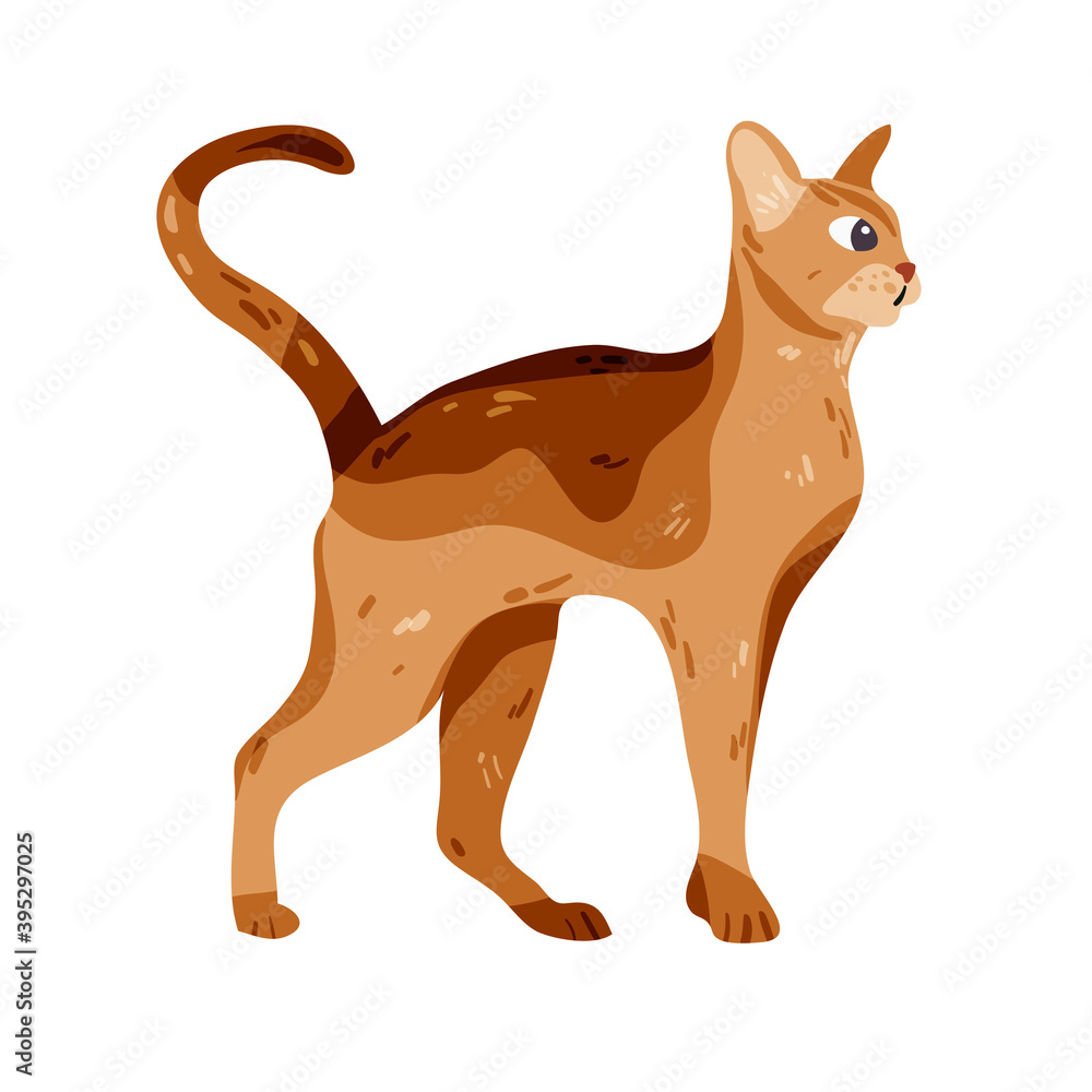 Isolated on white abissinian cat vector illustration. Ethiopia breed design element. Pet in cartoon style.
