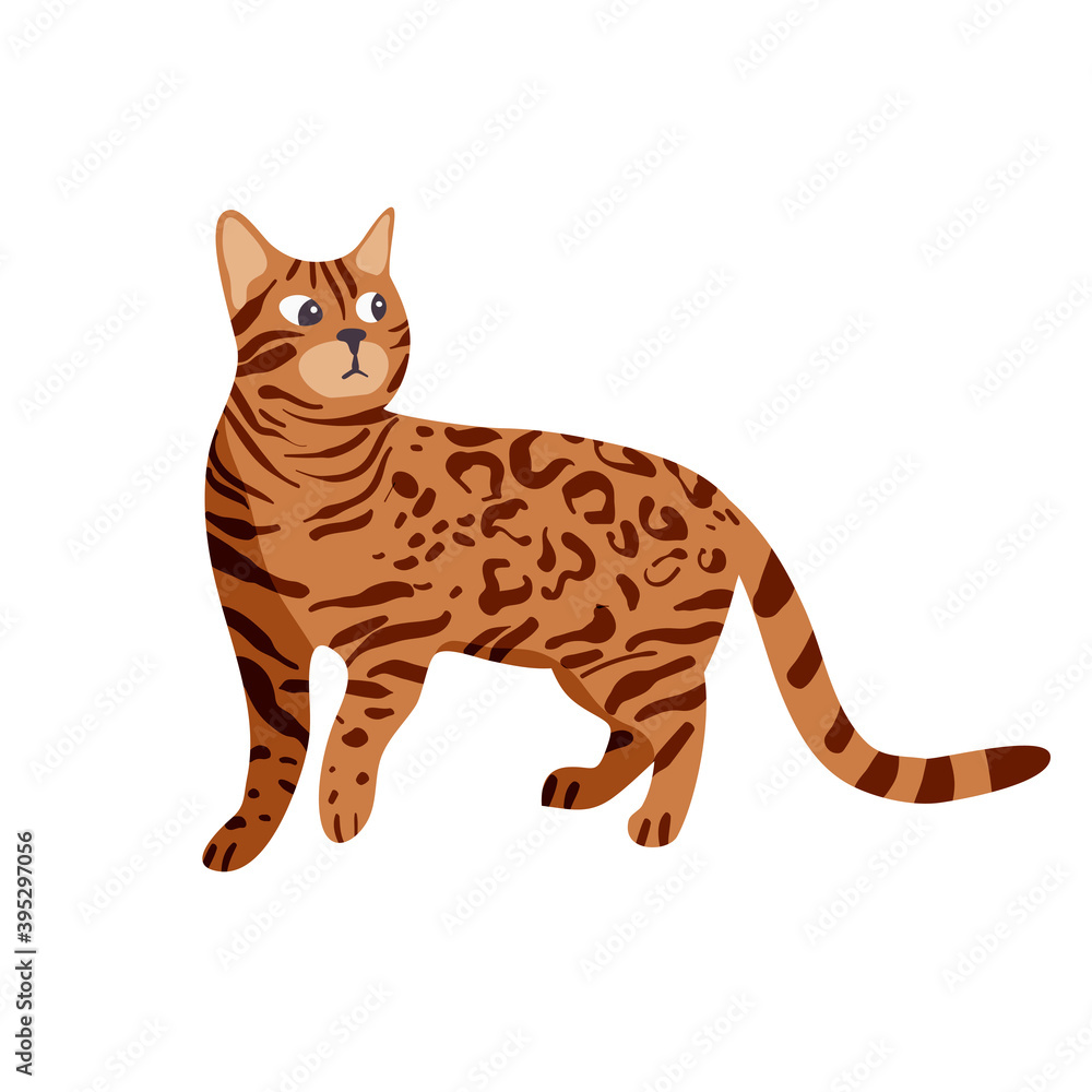 Isolated on white bengal cat vector illustration. Asian breed design element. Pet in cartoon style.
