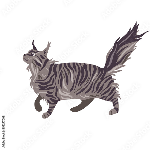 Isolated on white maine coon cat vector illustration. Feline breed design element. Pet in cartoon style.