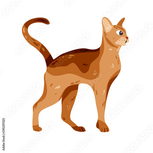 Isolated on white abissinian cat vector illustration. Ethiopia breed design element. Pet in cartoon style. 