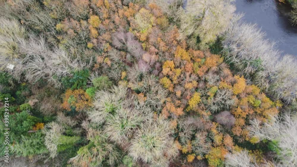 Deciduous autumn fall season at Liffey river forest area aerial Deciduous autumn fall season at Liffey river forest area aerial