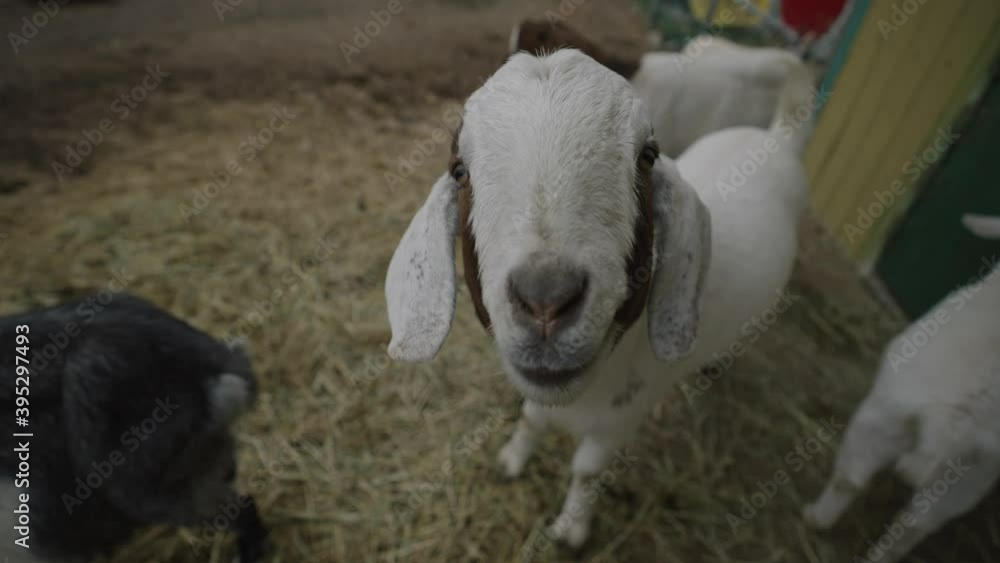 Cute Boer Goat Breed Looking At Camera In A Farm Backyard In Coaticook, Quebec, Canada - Closeup, Slow Motion Cute Boer Goat Breed Looking At Camera In A Farm Backyard In Coaticook, Quebec, Canada - Closeup, Slow Motion