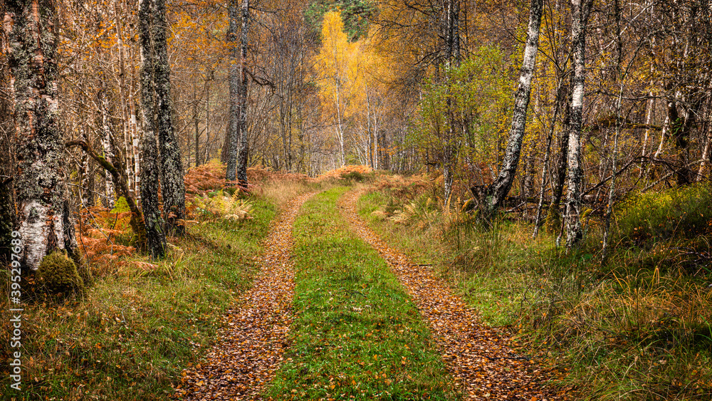  Autumn colours on a remote forest trail in Glen Affric in Scottish Highlands